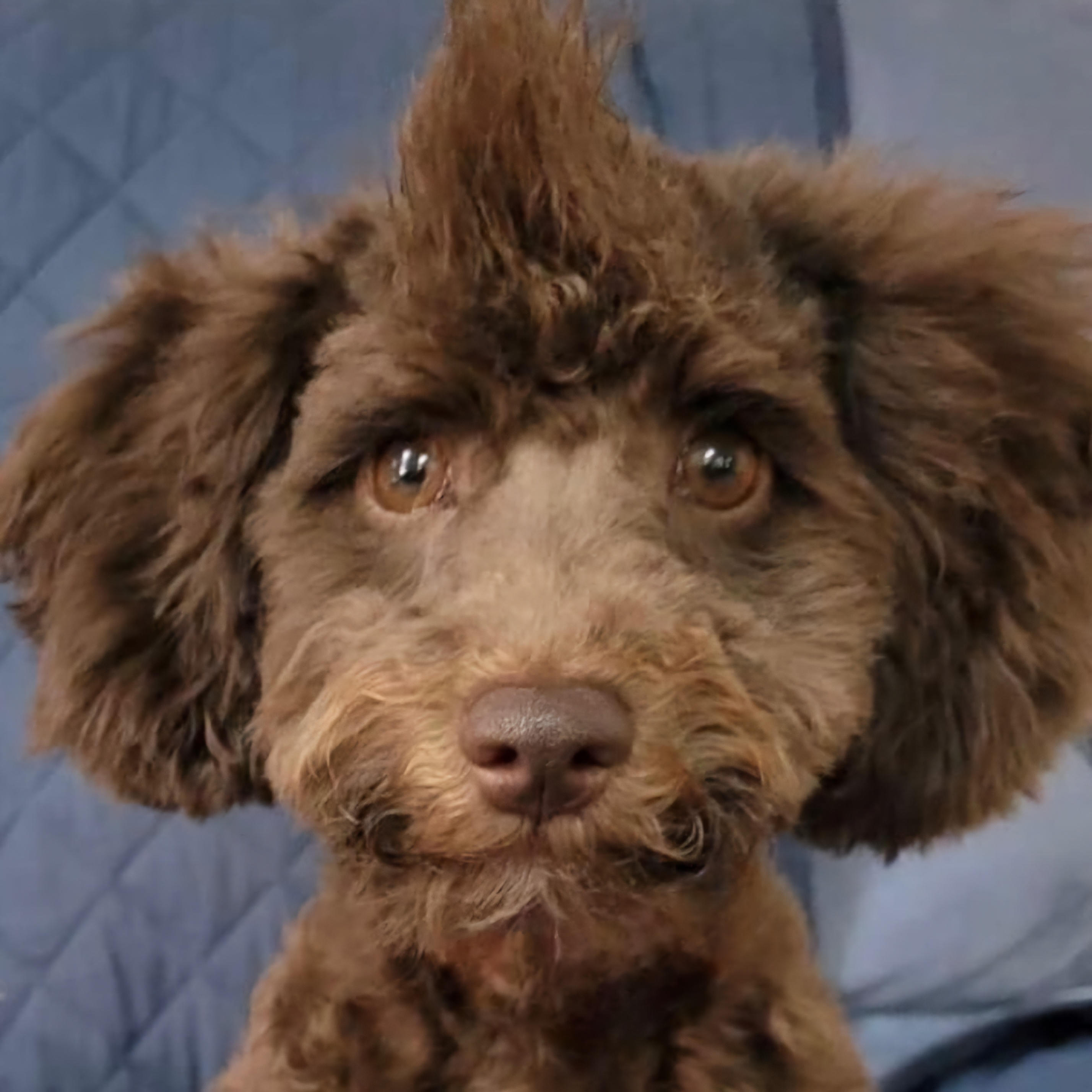 Finnegan