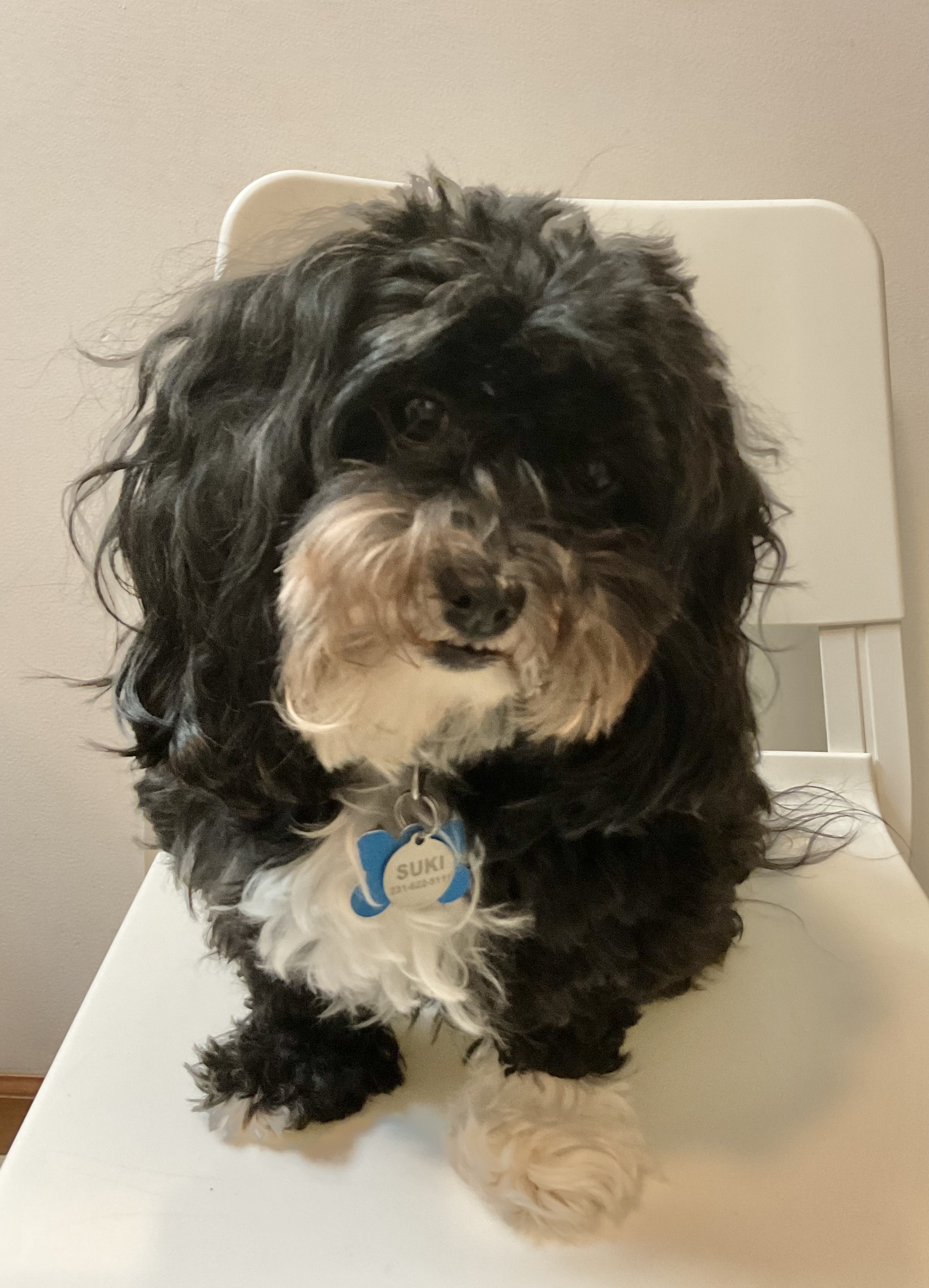 Suki