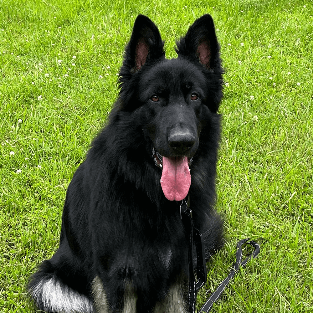 Dozer
