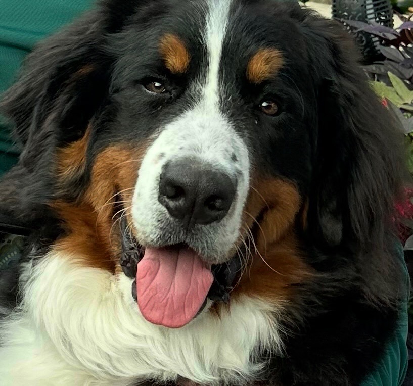 Beau