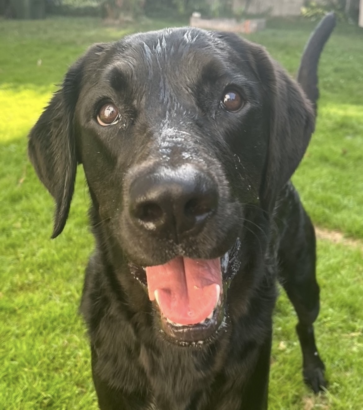 Milo