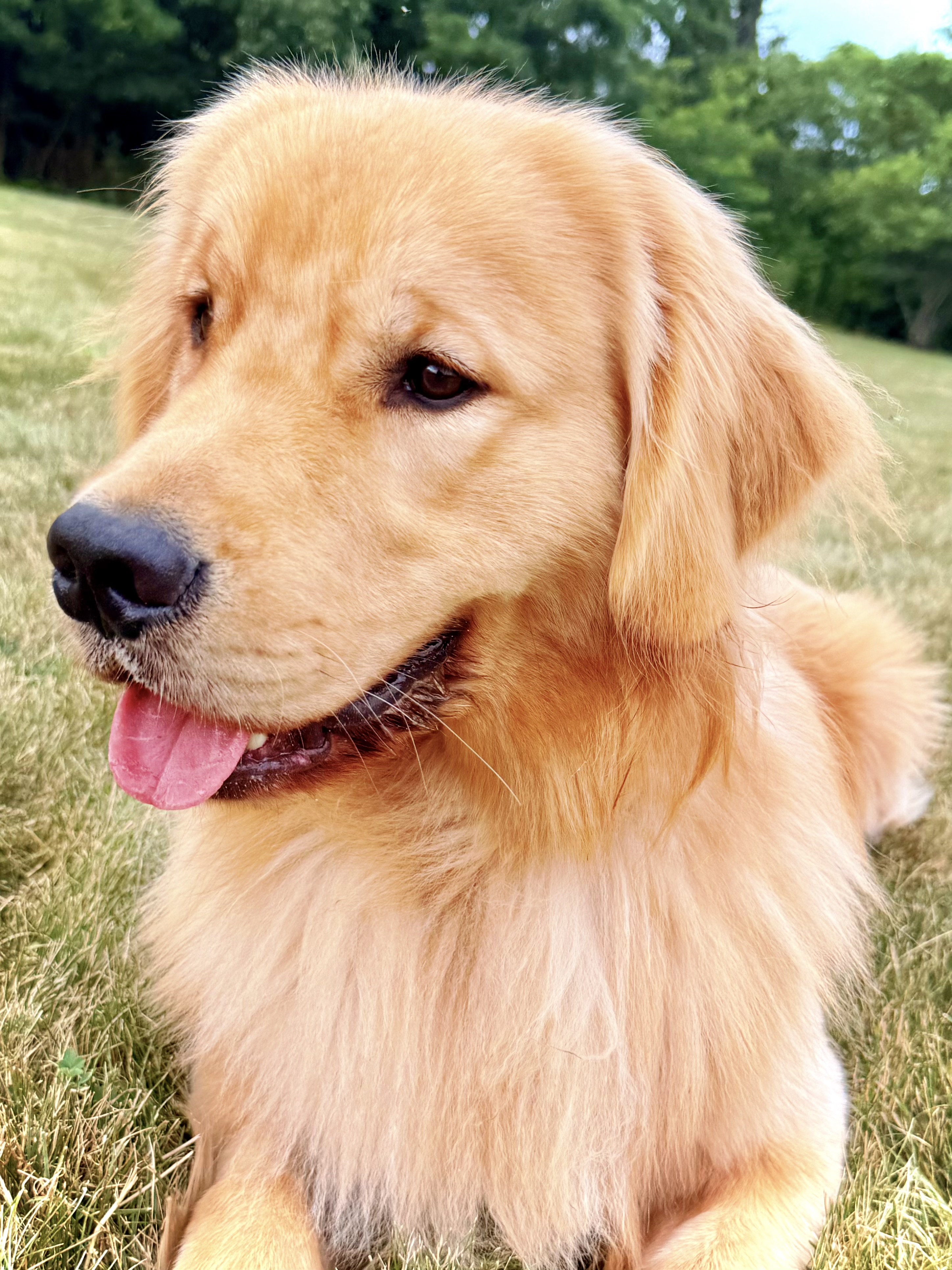 Ollie