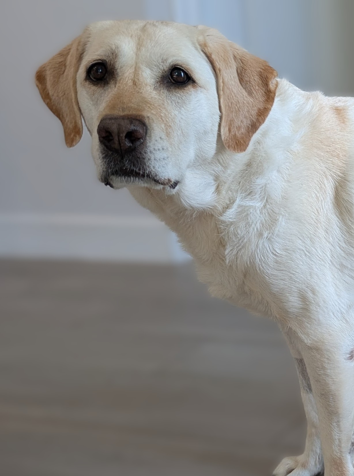 Maya