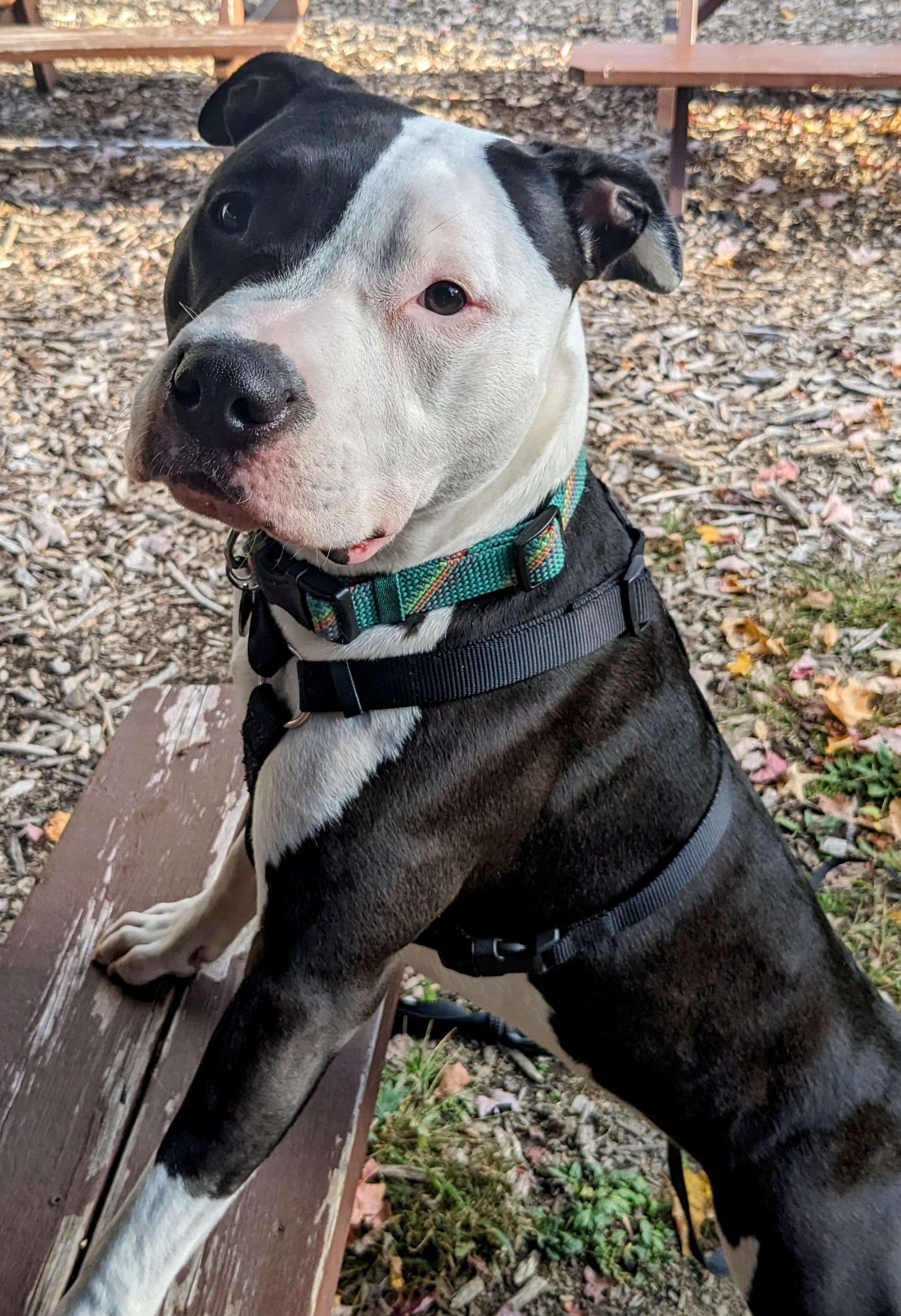 Greta