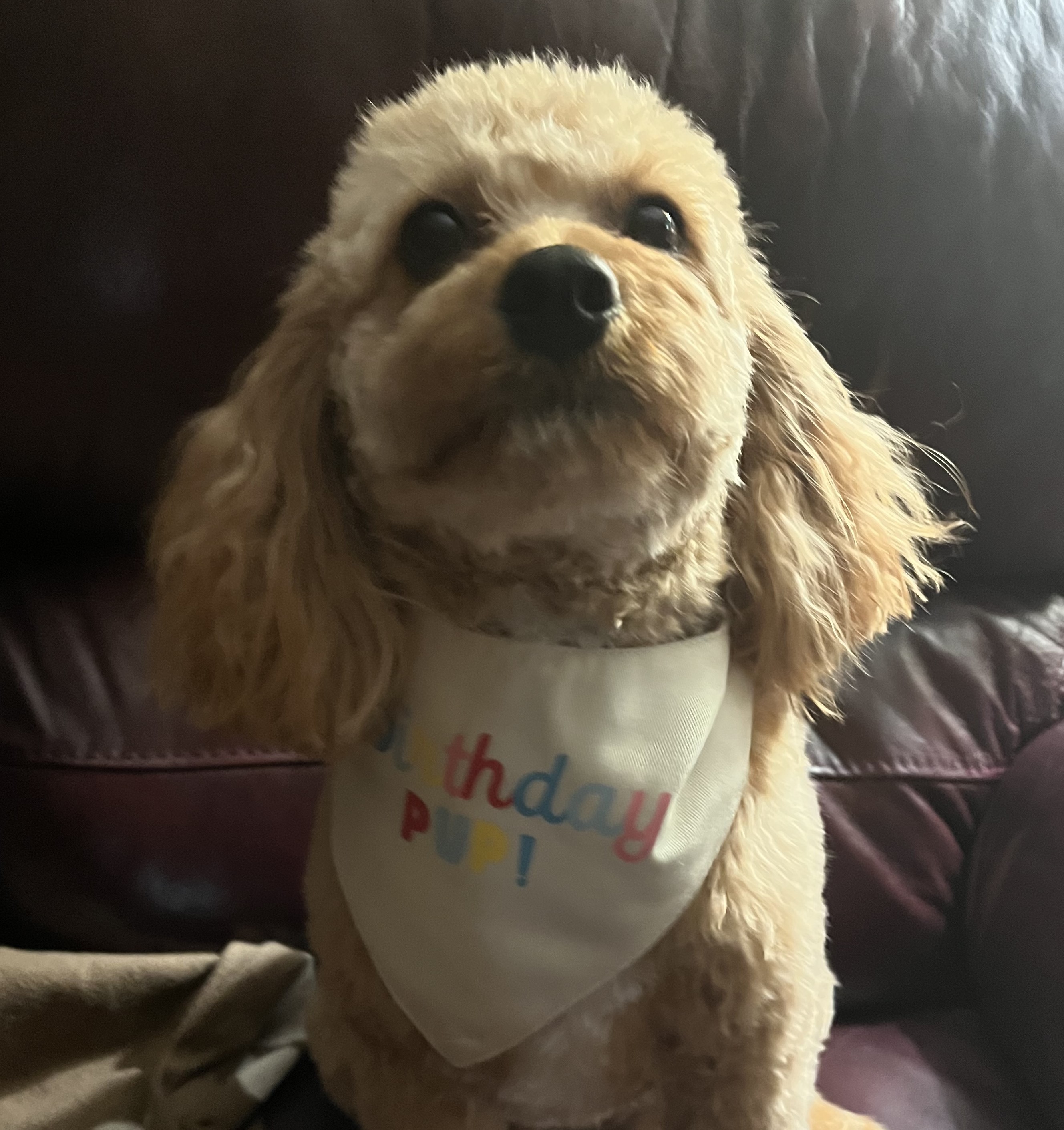 Bella