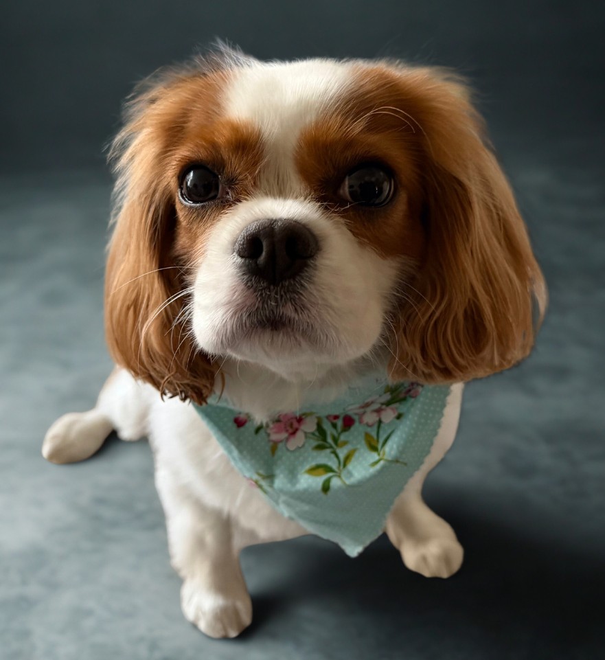 Chessie