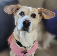 Lilly