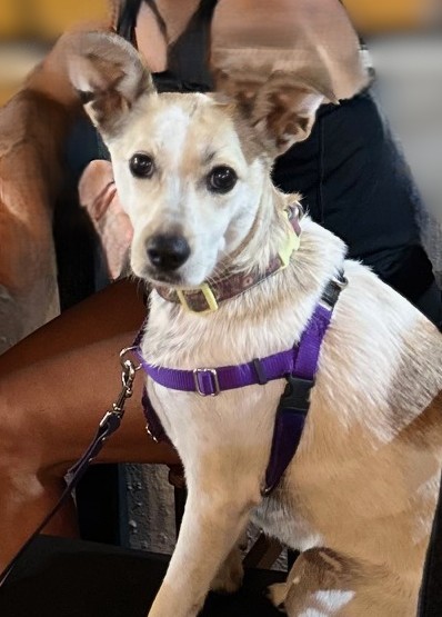 Mitzi
