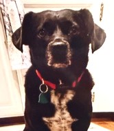 Moxie