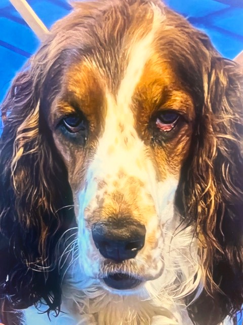 Scully by Gully